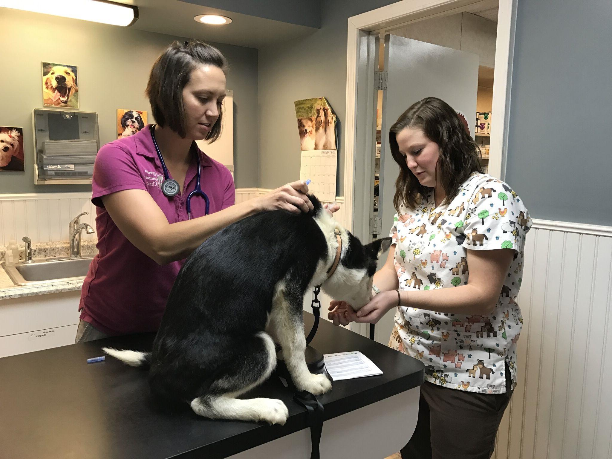 Two veterinarians examining a dog